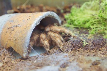 Spider in flowerpot in the Kyiv Zoo, Ukraine
