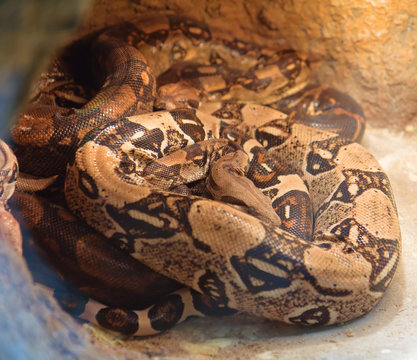 Snakes in the Kyiv Zoo, Ukraine