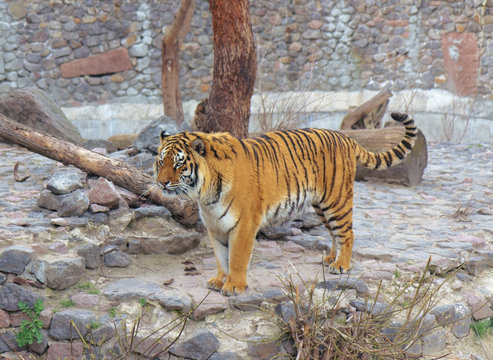 Tiger in Kyiv Zoo, Ukraine