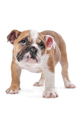Obraz premium English bulldog puppy