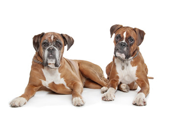 Obraz premium Two plain fawn Boxer dogs