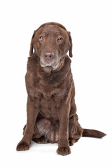 Old sad chocolate Labrador