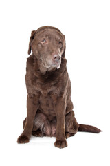 Old sad chocolate Labrador