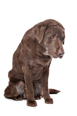 Old sad chocolate Labrador