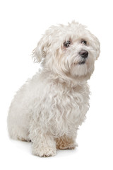 Maltese dog