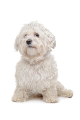 Maltese dog