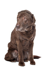 Old sad chocolate Labrador