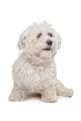Maltese dog