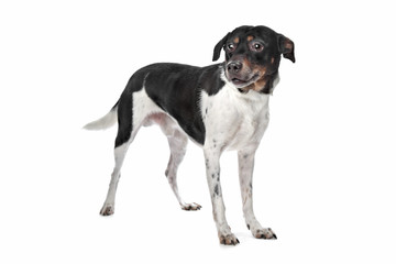 Boerenfox (Dutch Terrier)