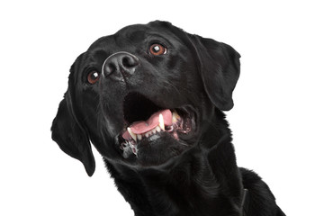 Black Labrador