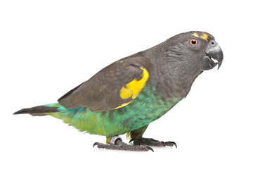 Meyer Parrot © Erik Lam