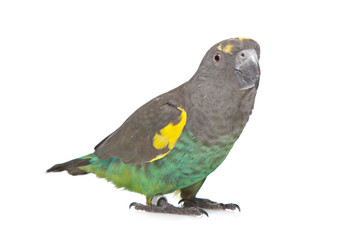 Meyer Parrot © Erik Lam