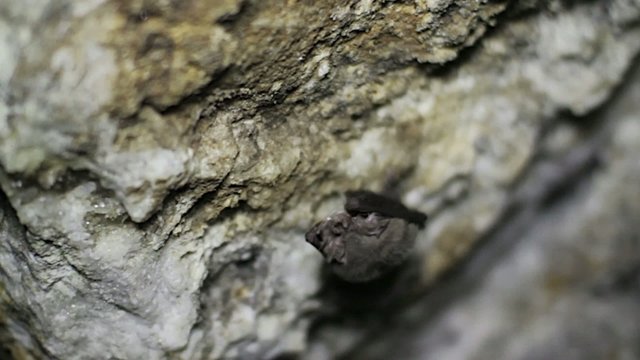 Bat in cavern
