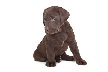 Chocolate Labrador puppy