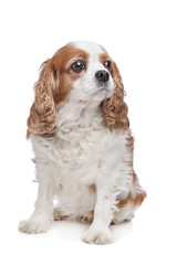 Cavalier King Charles Spaniel