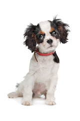 Cavalier King Charles Spaniel