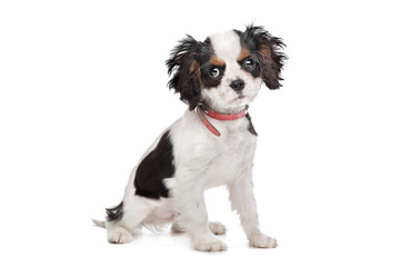 Cavalier King Charles Spaniel