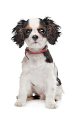 Cavalier King Charles Spaniel