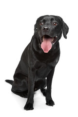 Black Labrador