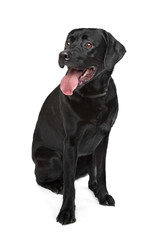 Fototapeta premium Black Labrador