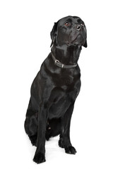 Black Labrador