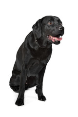 Black Labrador