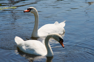 Obraz premium pair of swans swimming together in pond