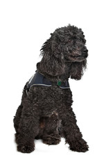 Black Poodle