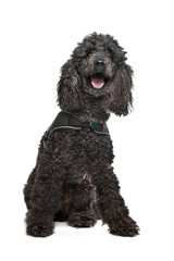 Black Poodle