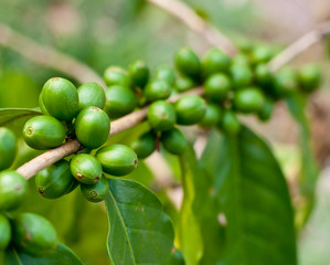 Unripe coffee beans .