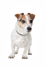 Jack Russel Terrier