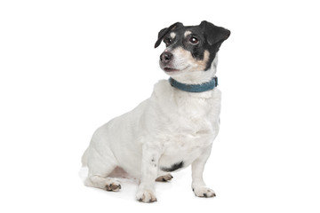 Jack Russel Terrier