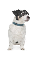 Jack Russel Terrier