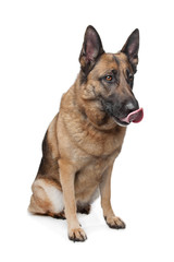 German Shepherd