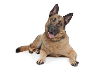 German Shepherd