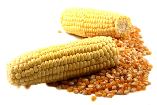 isolated corn