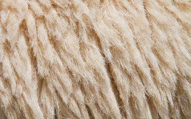 Sheep skin Background