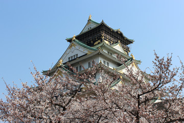 Osaka castle and cherry blossom