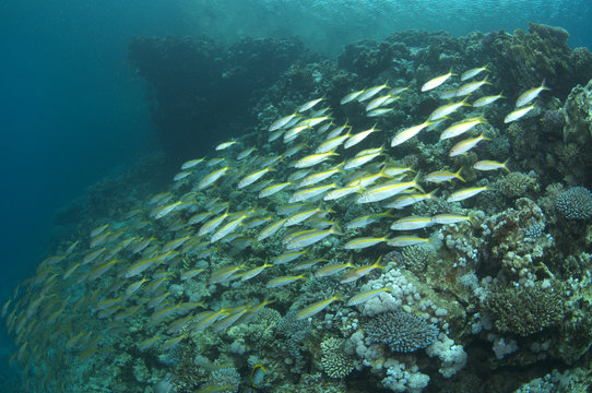 Goat fish on coral reef