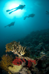 Fototapeta na wymiar silouetted scuba divers
