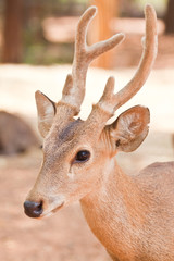 Hog deer close up