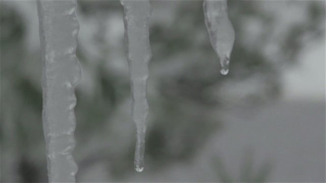Stalagtite and pine tree
