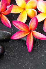 beautiful and colorful Frangipani with zen stone for Spa concept