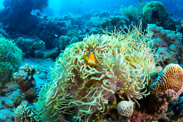 Fototapeta na wymiar Clownfish i zawilec w Morzu Czerwonym w Egipcie.
