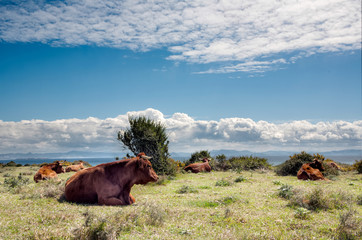 Campo Vacas Retinto