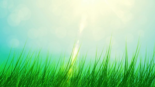 spring green grass and sun