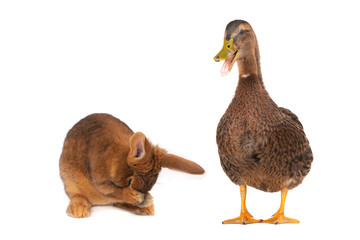 rabbit and duck