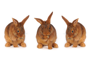 Brown Rabbits