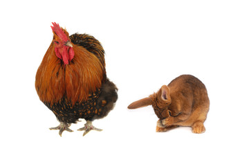 rabbit and  brown cock