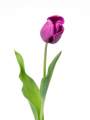 tulipe violette